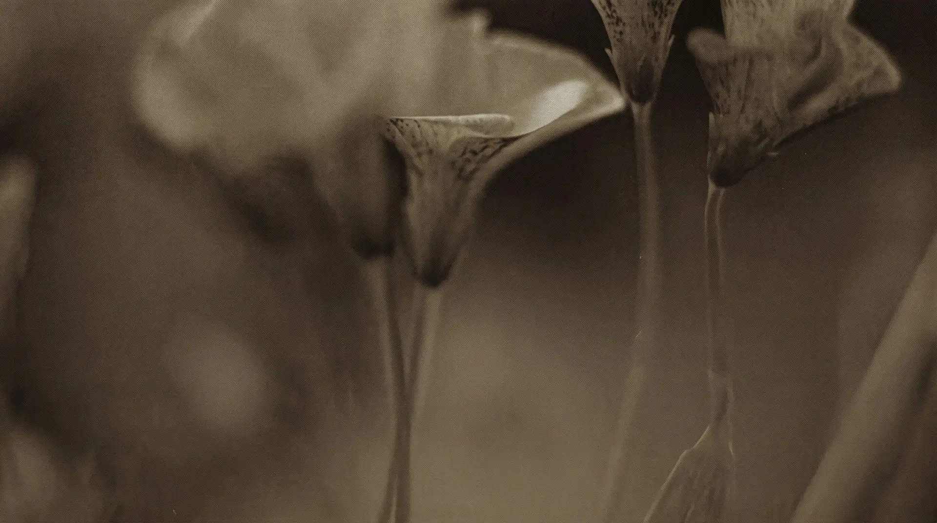 Fondo floral